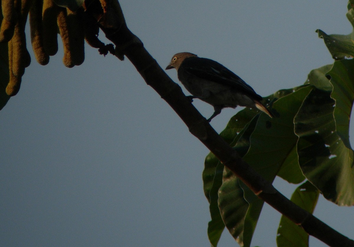 Pompadour Cotinga - Alexander Lees