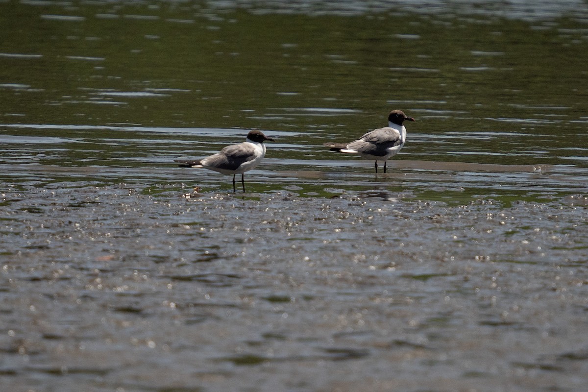 Laughing Gull - ML469816031