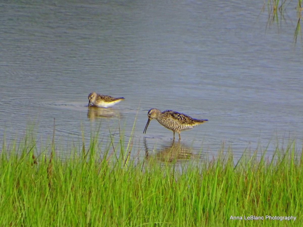 Stilt Sandpiper - ML469816501