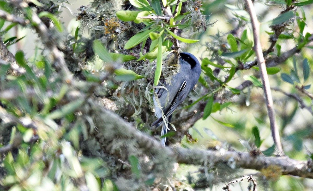 Masked Gnatcatcher - ML469816841