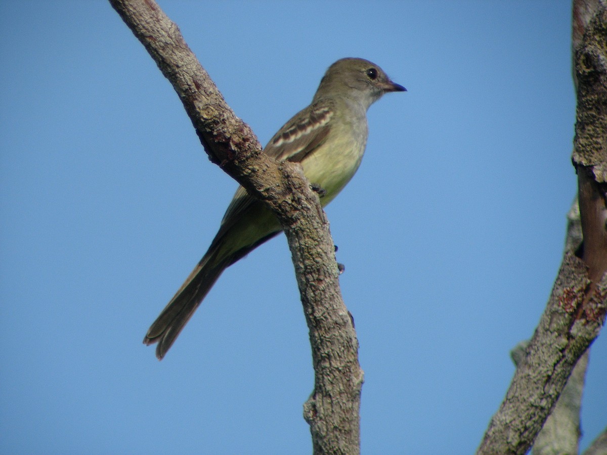 Large Elaenia - Alexander Lees