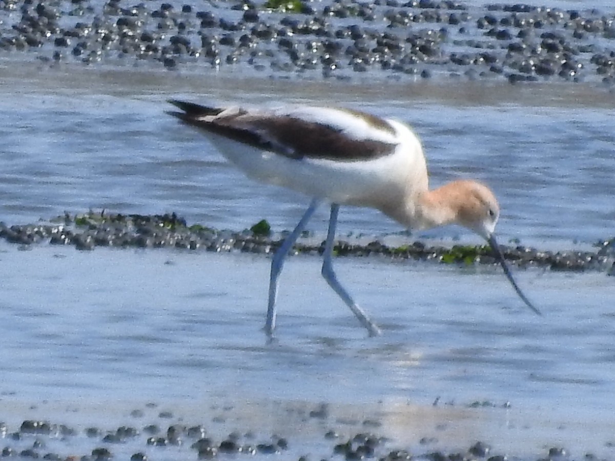 Avoceta Americana - ML469818851