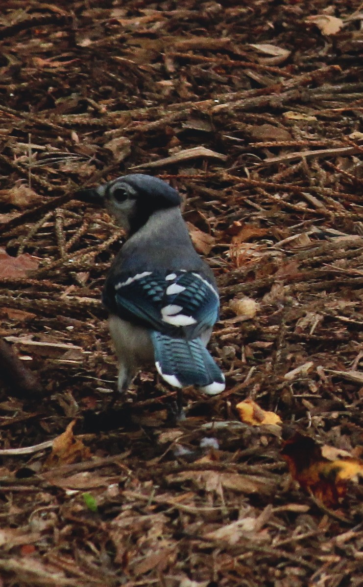 Blue Jay - ML469819301
