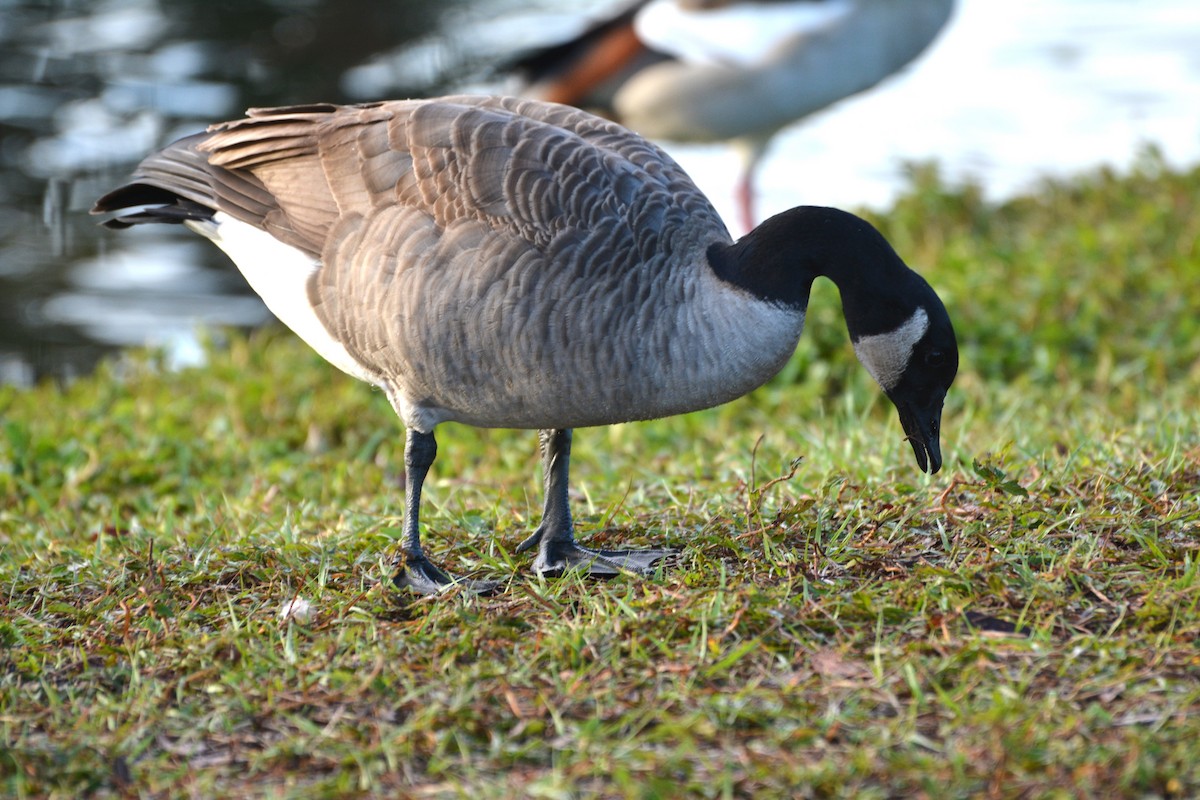 Canada Goose - ML46981931