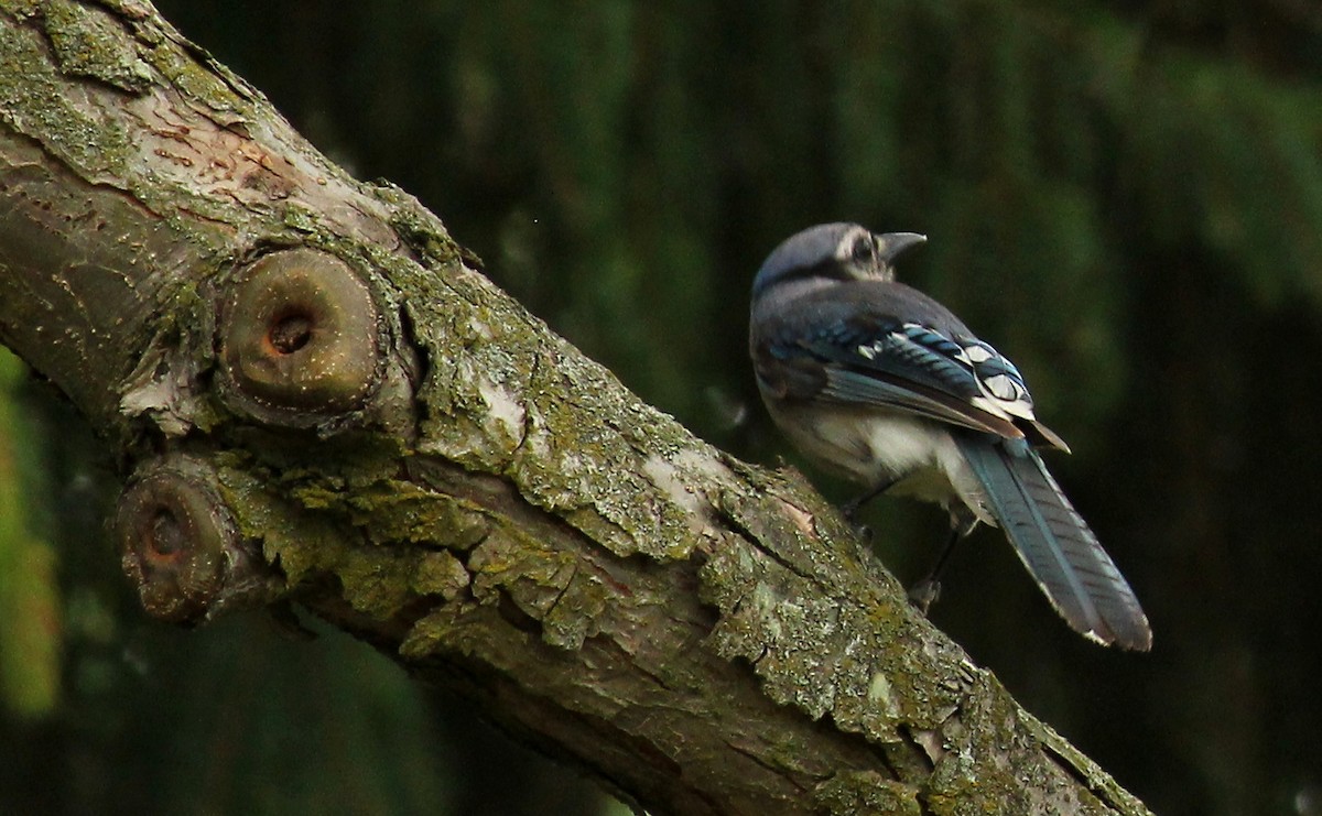 Blue Jay - ML469819311