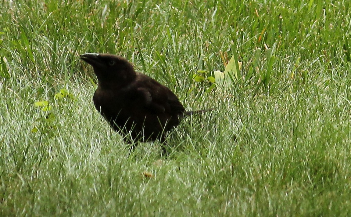 American Crow - ML469819321