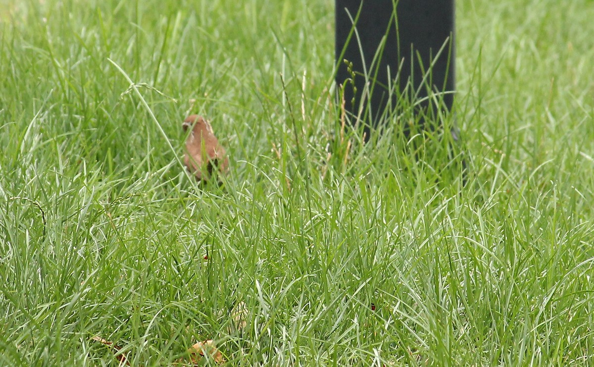 Carolina Wren - ML469819421