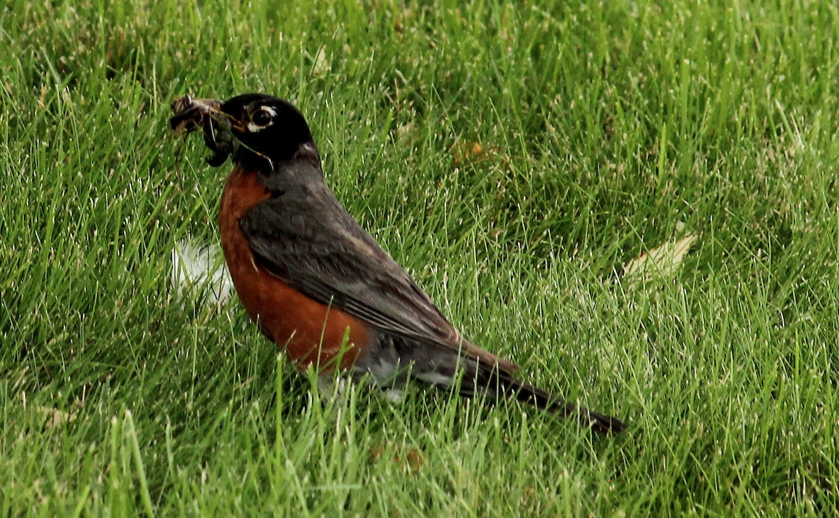 American Robin - ML469819611