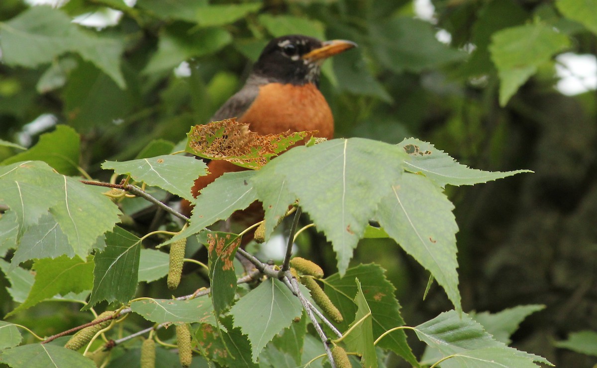 American Robin - ML469819651