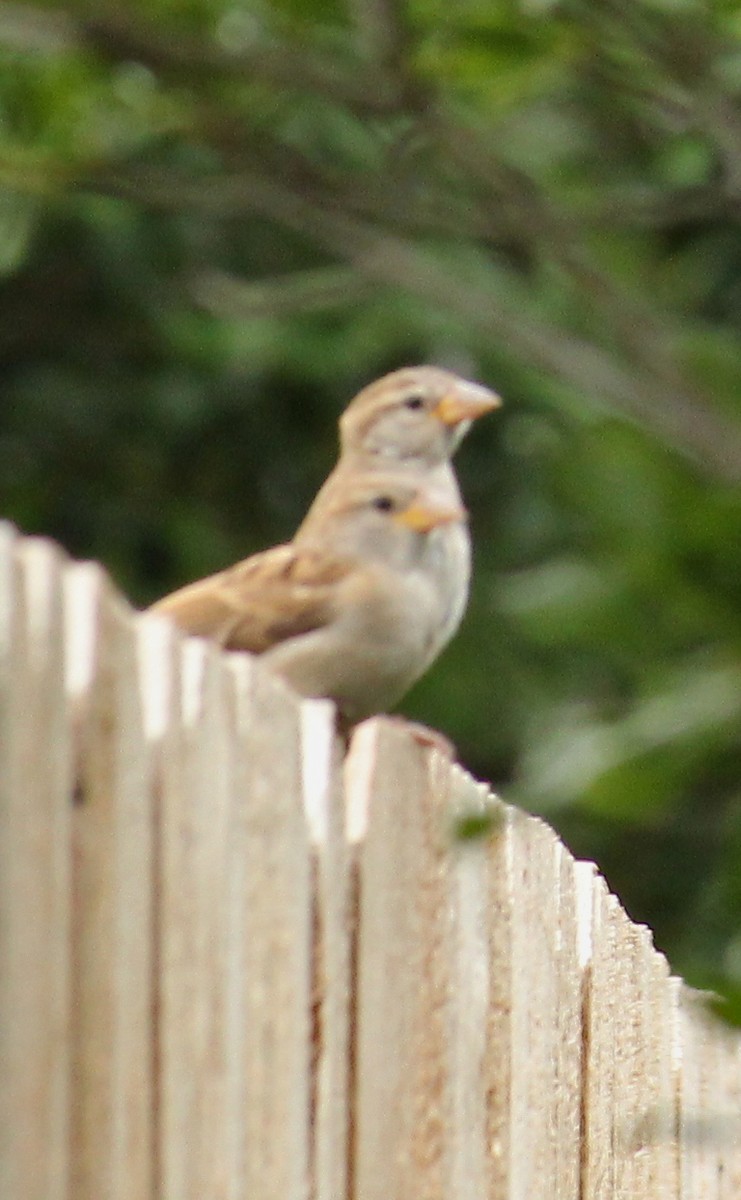 Chipping Sparrow - ML469819691