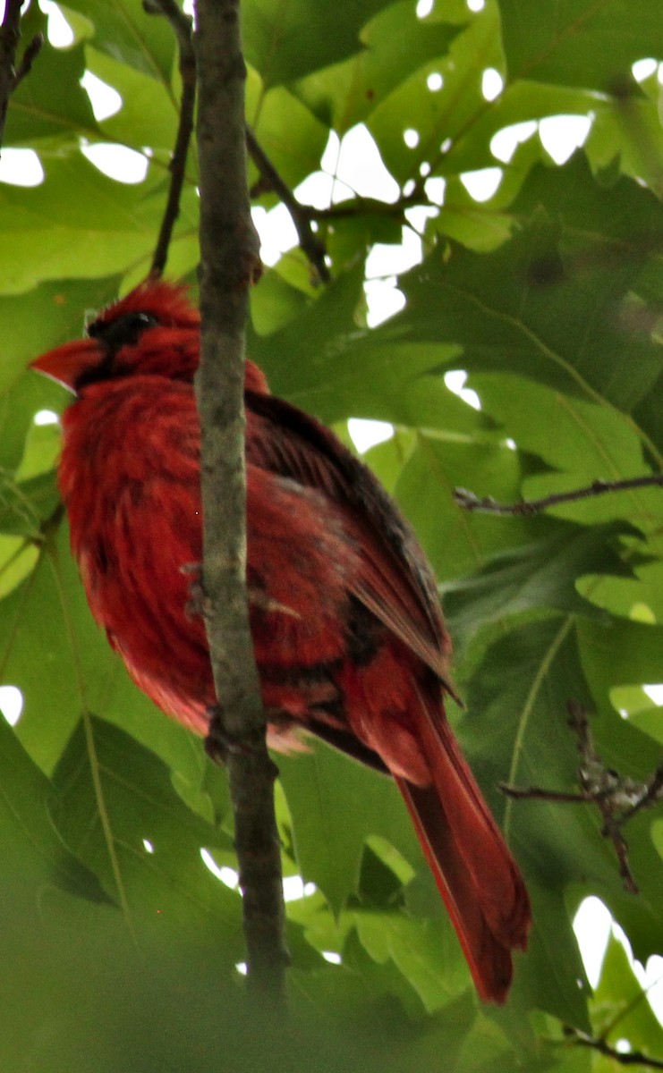Northern Cardinal - ML469819731