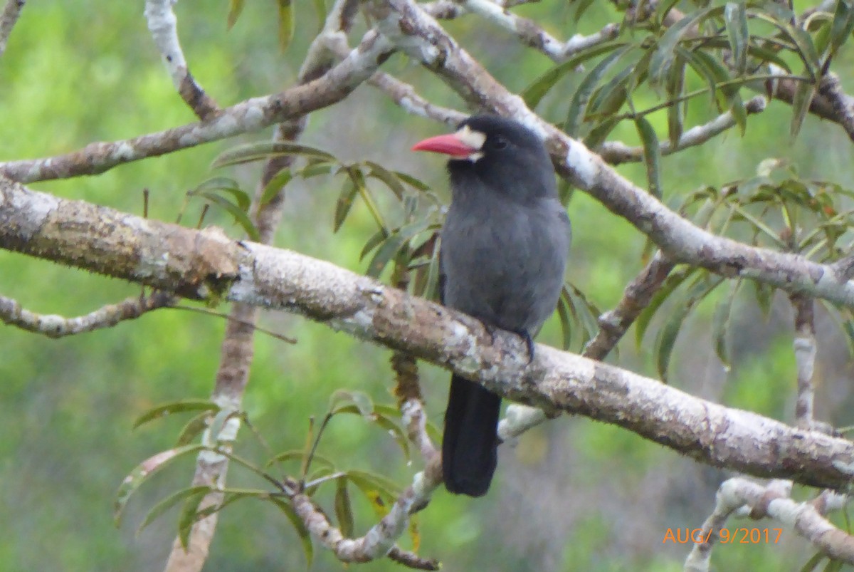 White-fronted Nunbird - ML469819761