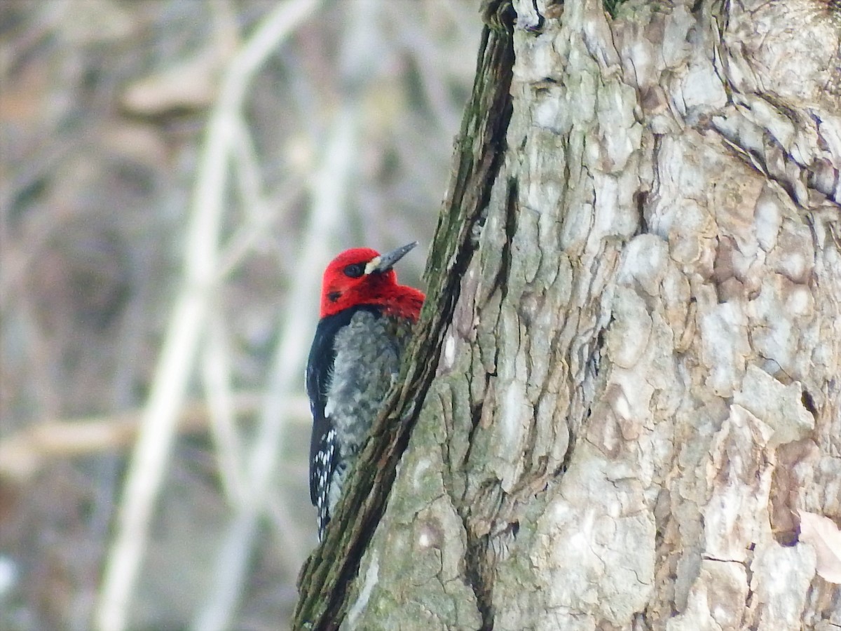 Red-breasted Sapsucker - ML46981991