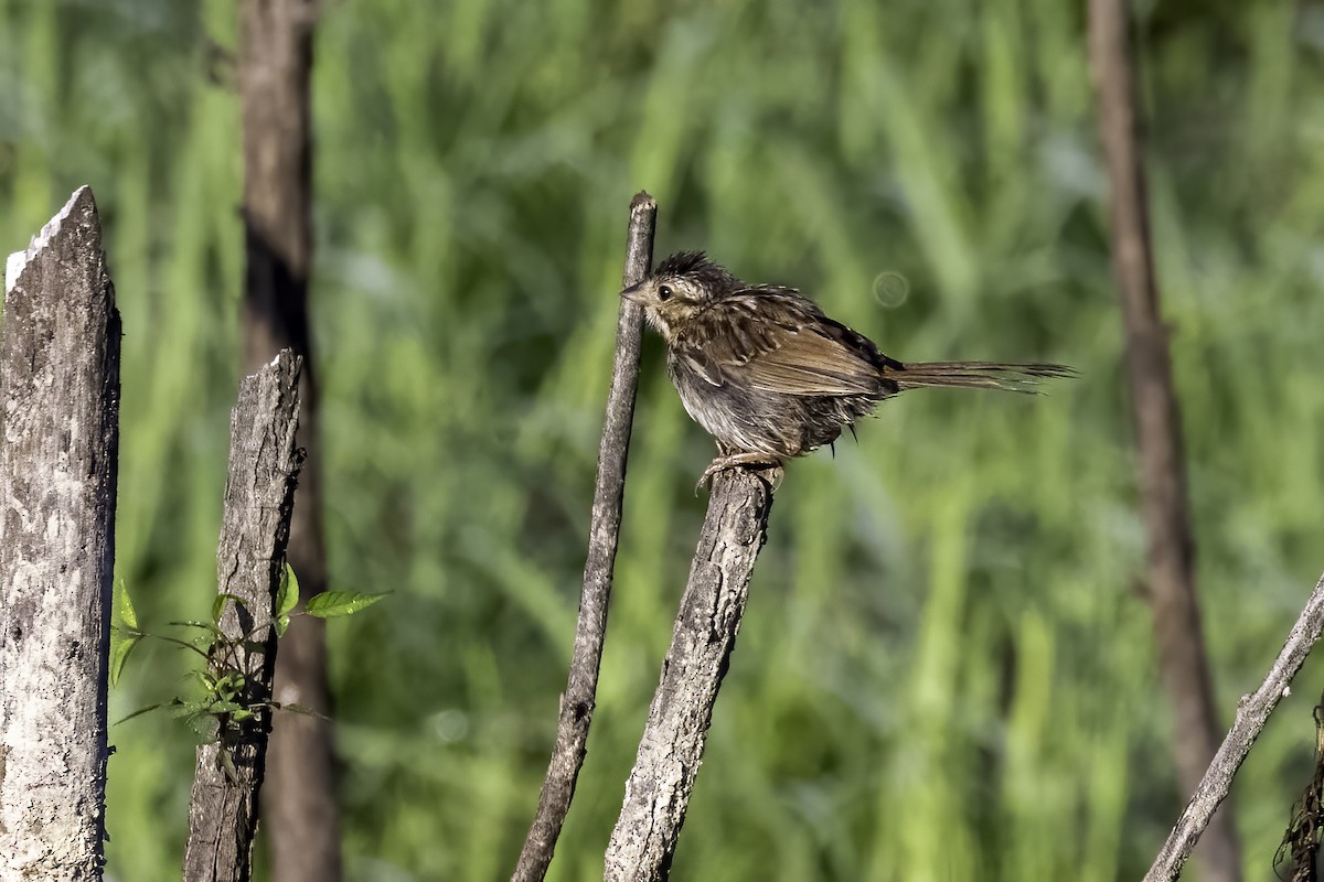 Song Sparrow - ML469820101