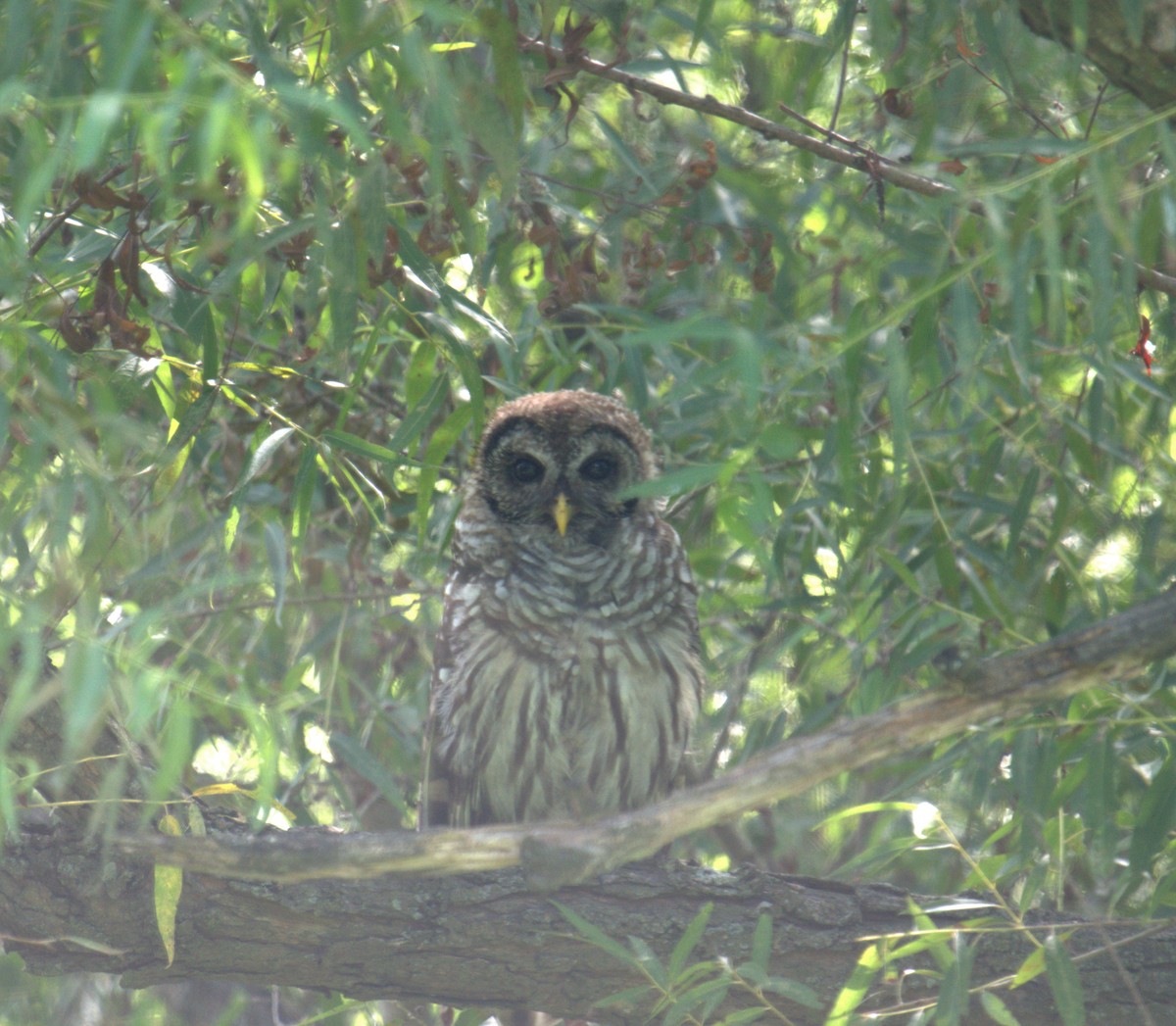 Barred Owl - ML469820421