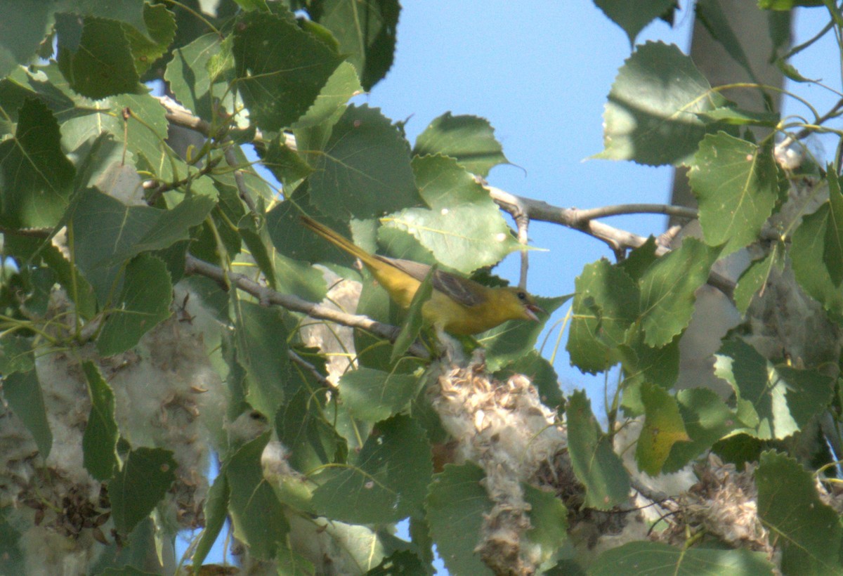 Orchard Oriole - ML469820651