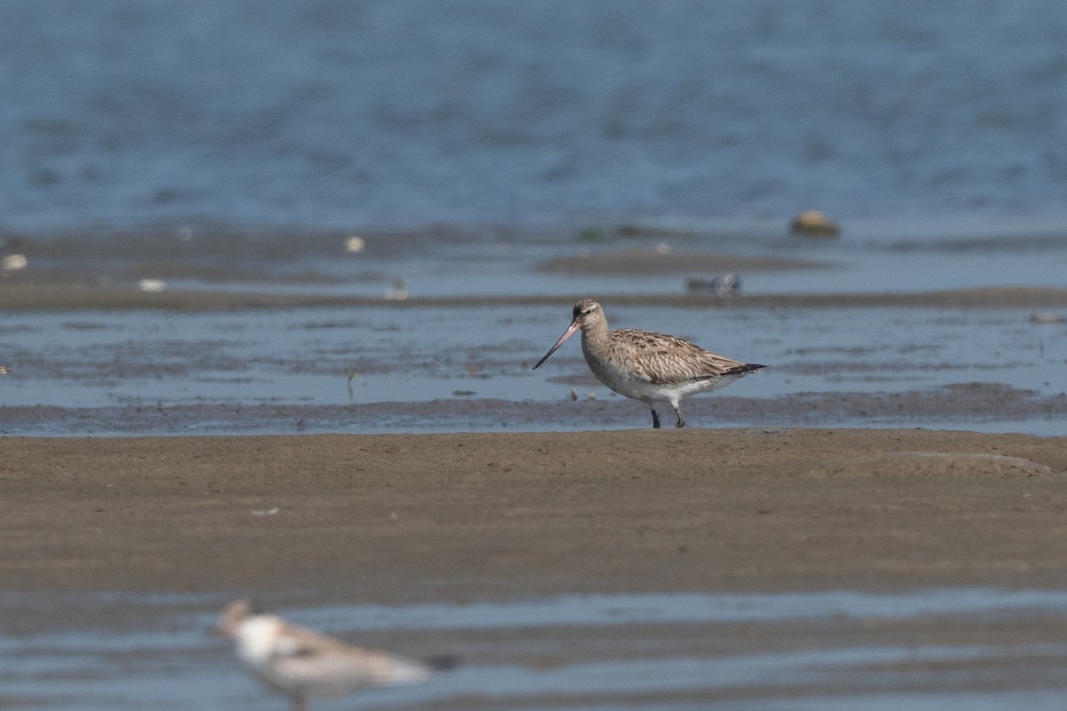 Bar-tailed Godwit (Siberian) - Steve Rappaport