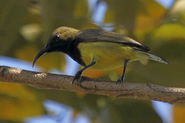 Ornate Sunbird - Jeffrey Offermann