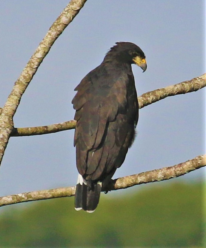 Great Black Hawk - ML469822971