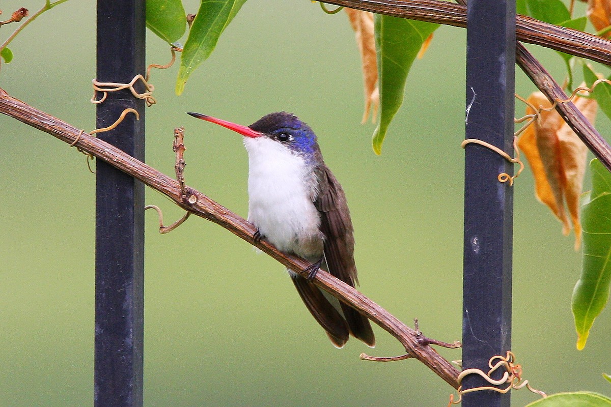 Violet-crowned Hummingbird - ML469823061