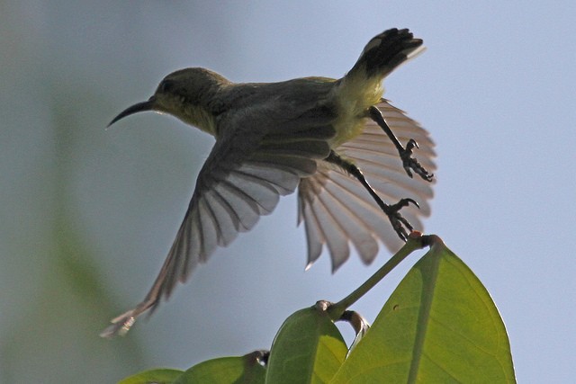 黃腹花蜜鳥 - ML46982351