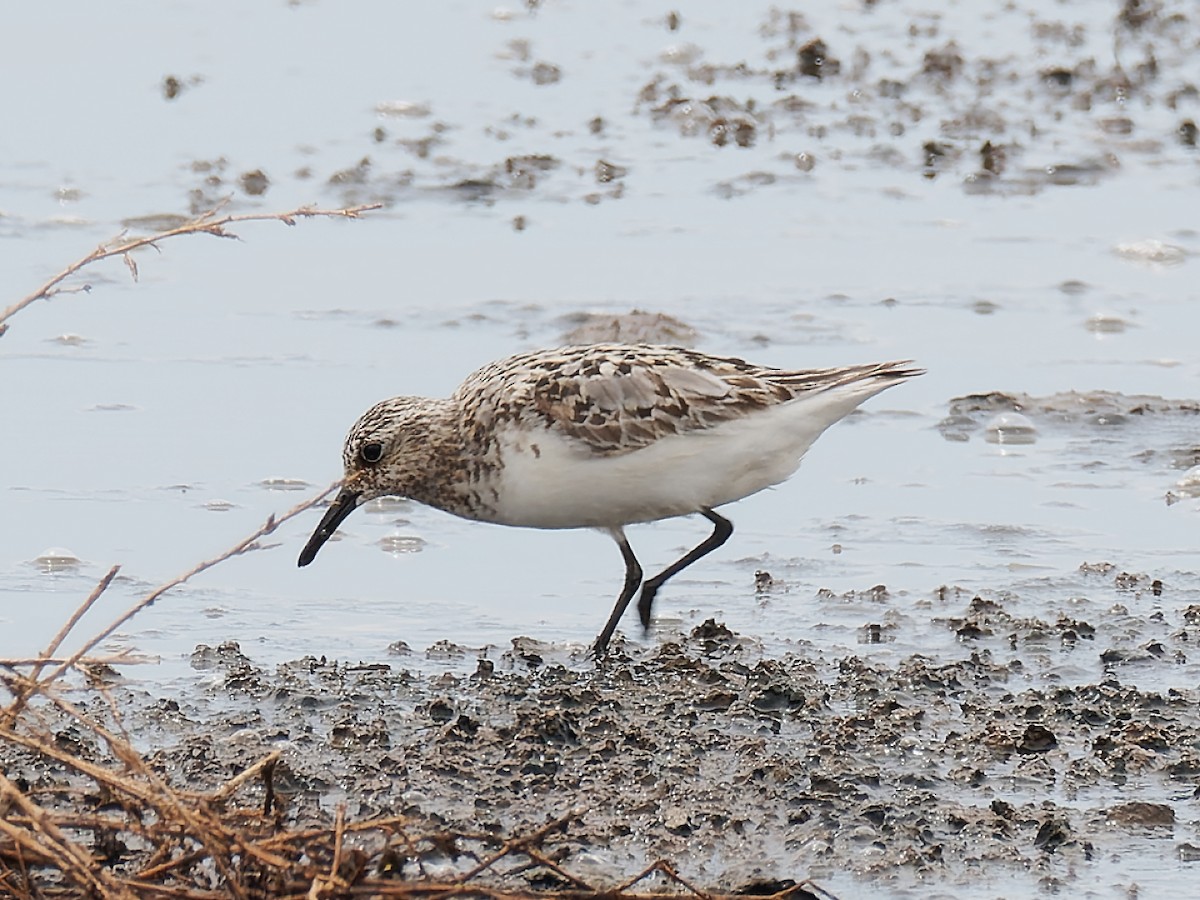 Bécasseau sanderling - ML469824911