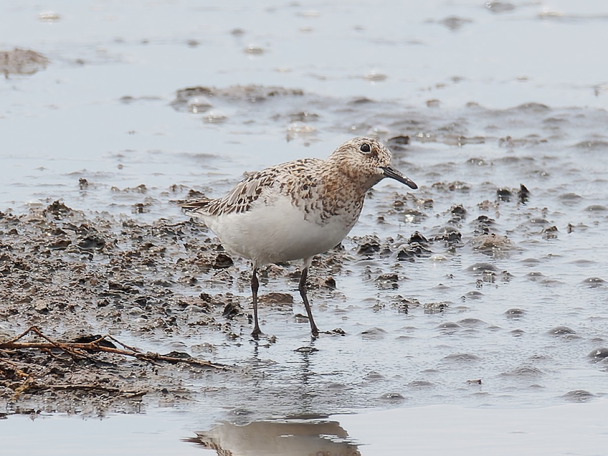 Bécasseau sanderling - ML469824921