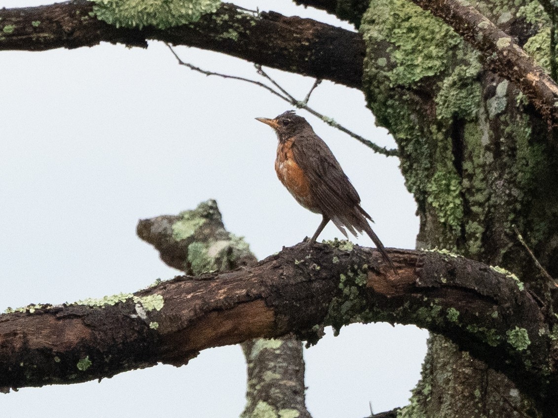 American Robin - Gavin Ailes