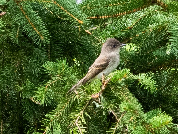 Eastern Phoebe - ML469825321