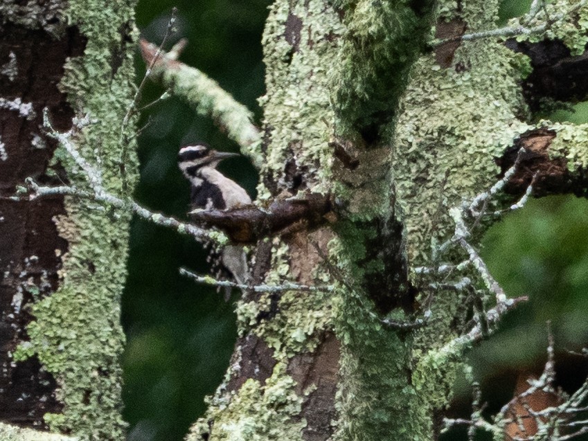 Hairy Woodpecker - ML469825521