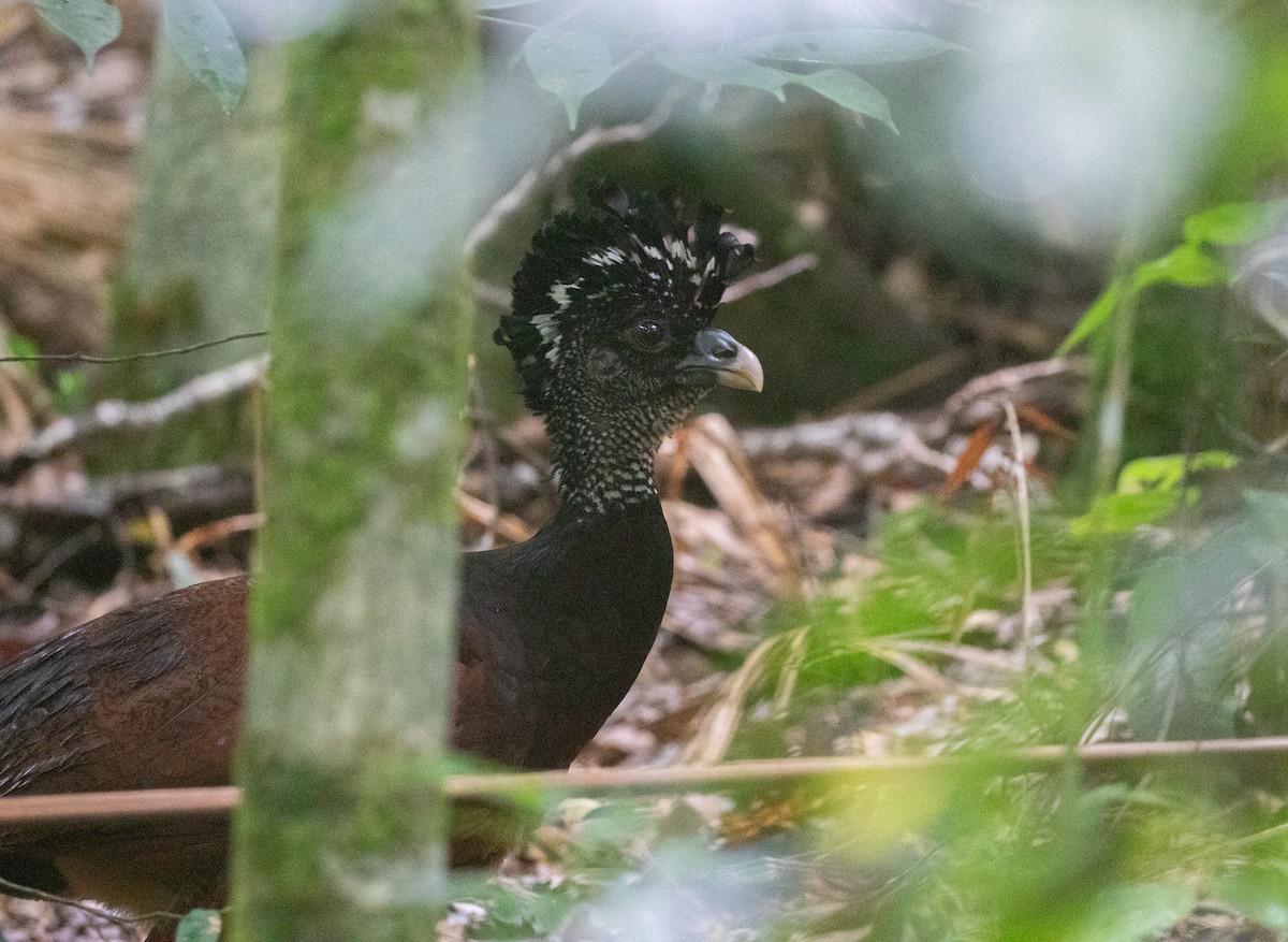 Great Curassow - ML469826031