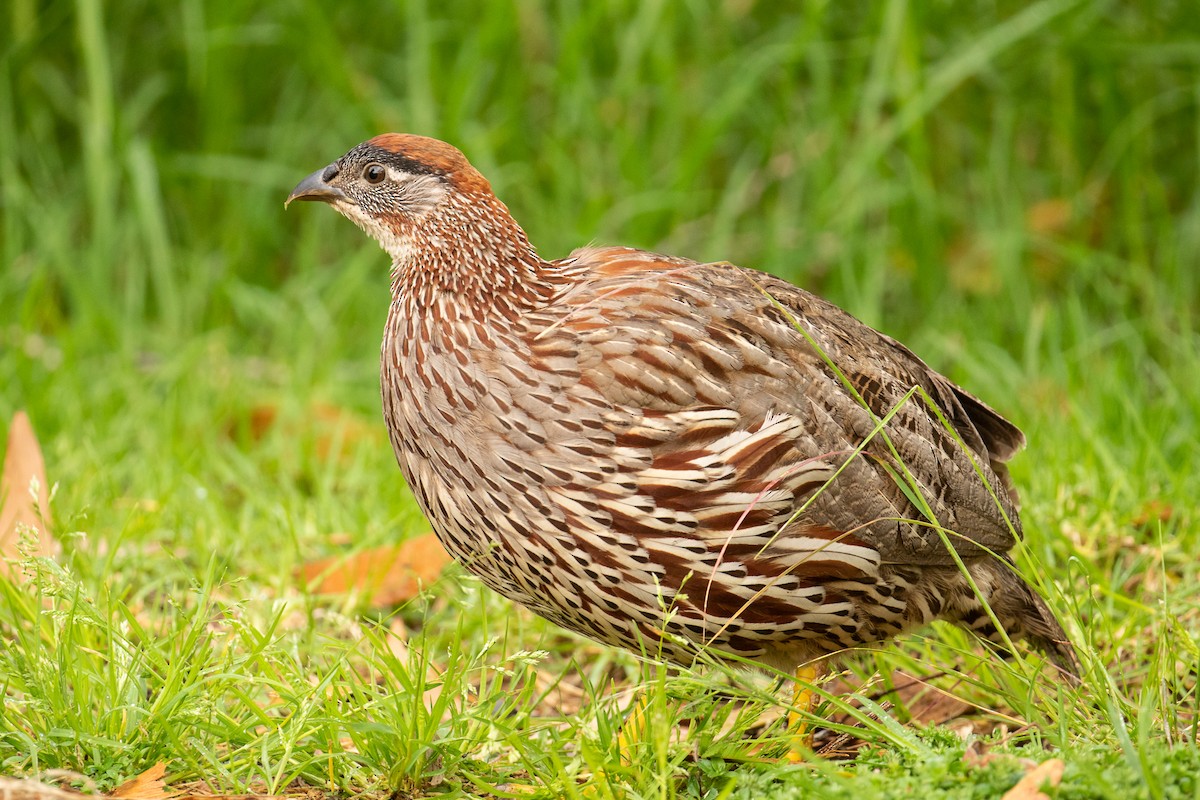 Erckel's Spurfowl - ML469826571