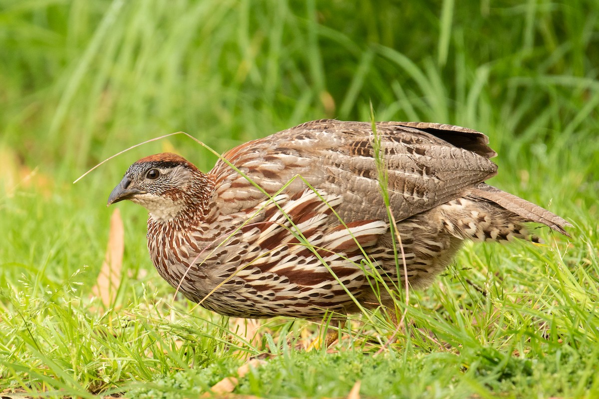 Francolin d'Erckel - ML469826581