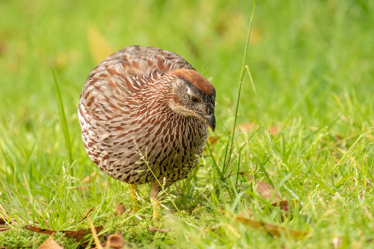 Erckel's Spurfowl - ML469826591