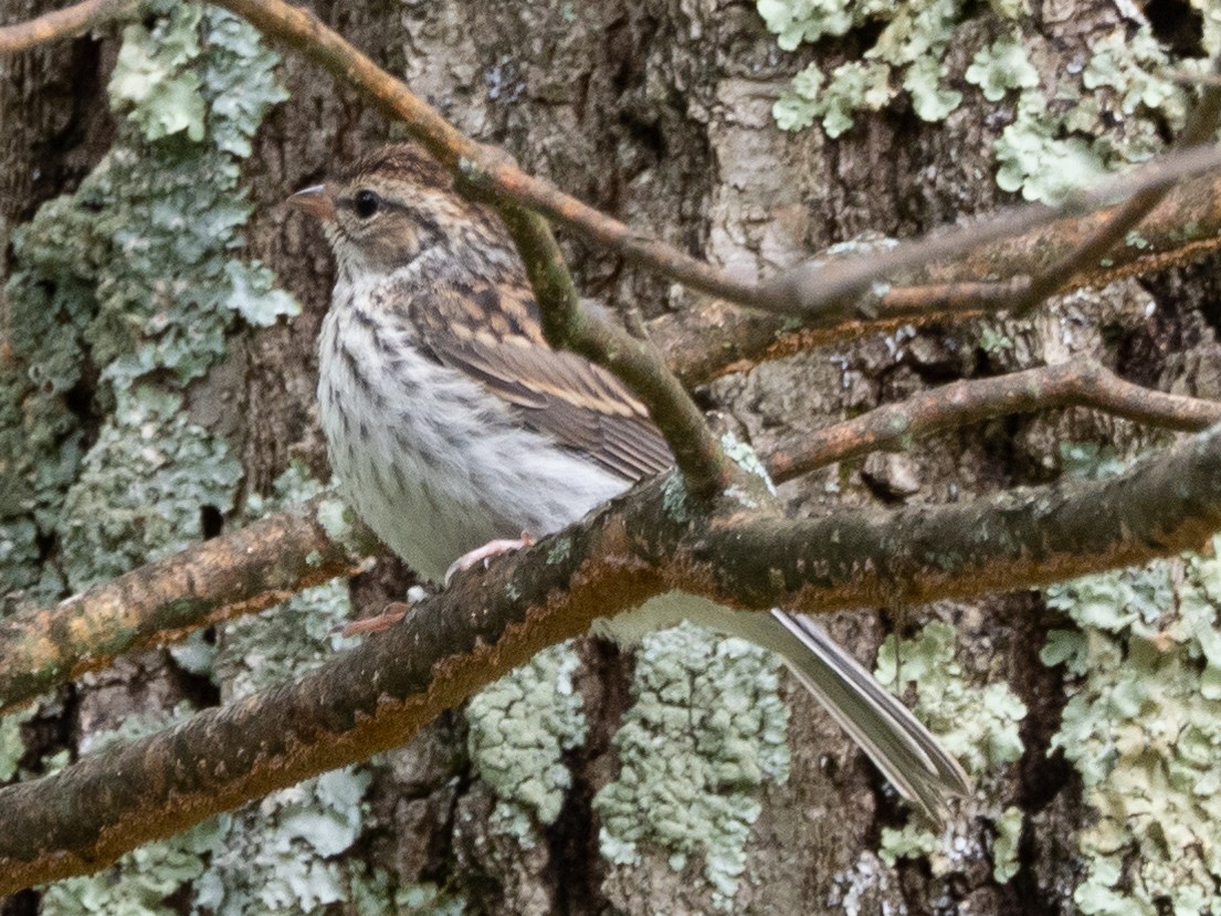 Song Sparrow - ML469826691