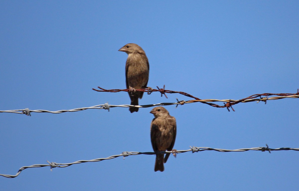 Brown-headed Cowbird - ML469828421