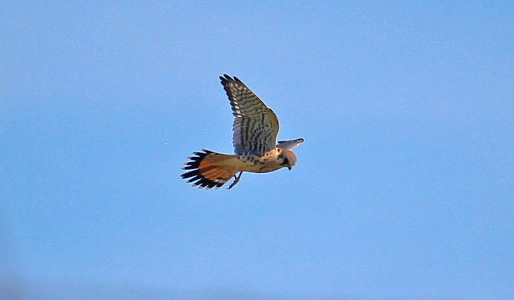 American Kestrel - ML469828481