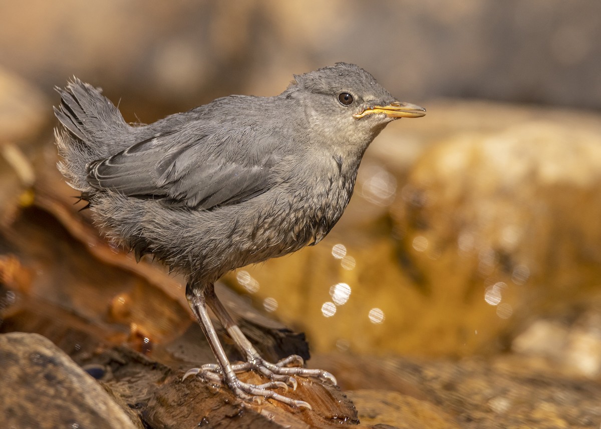 American Dipper - ML469828751