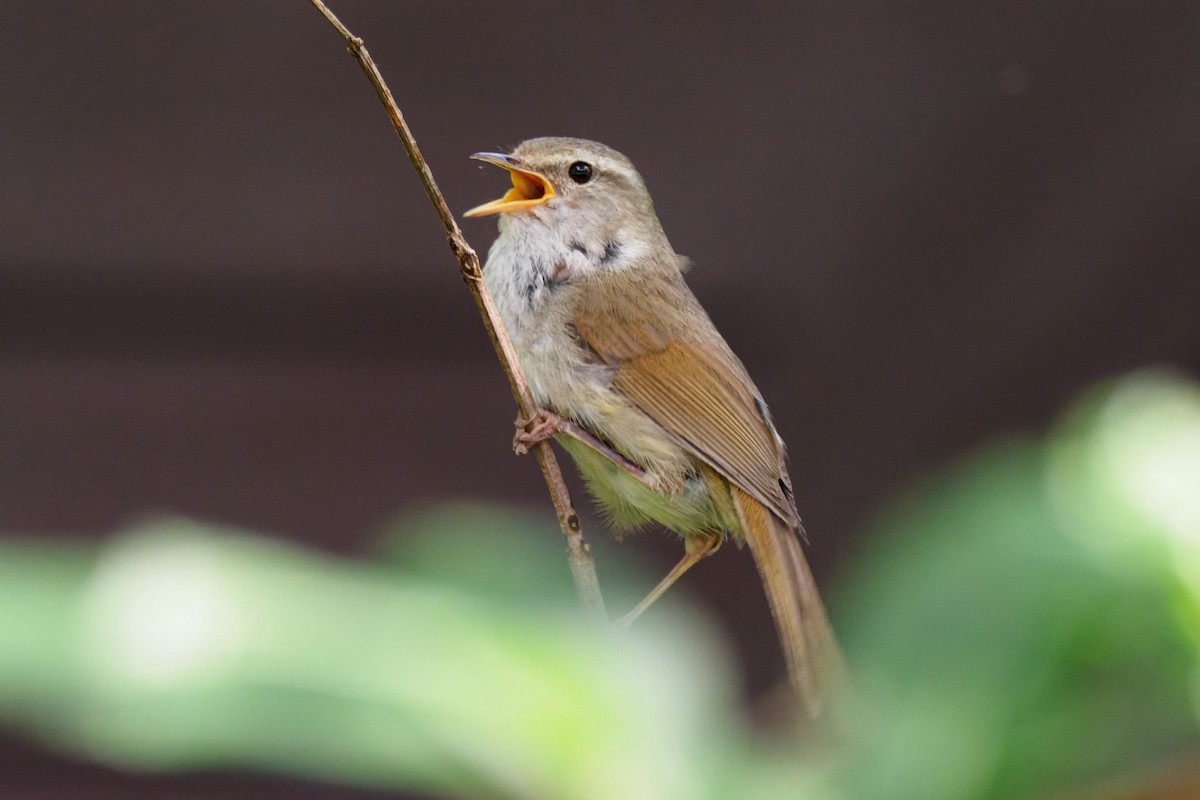 Japanese Bush Warbler - ML469829071