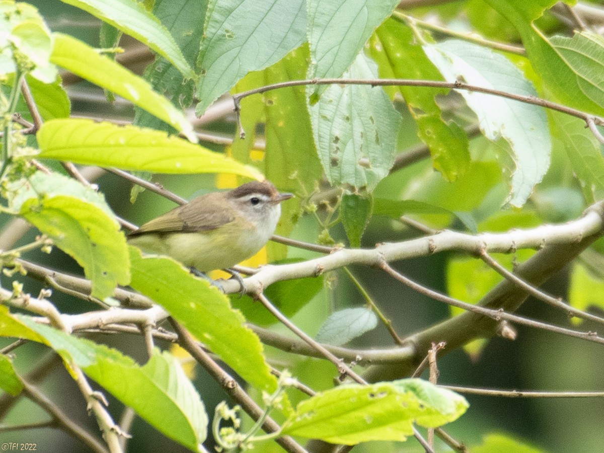 Brown-capped Vireo - T I