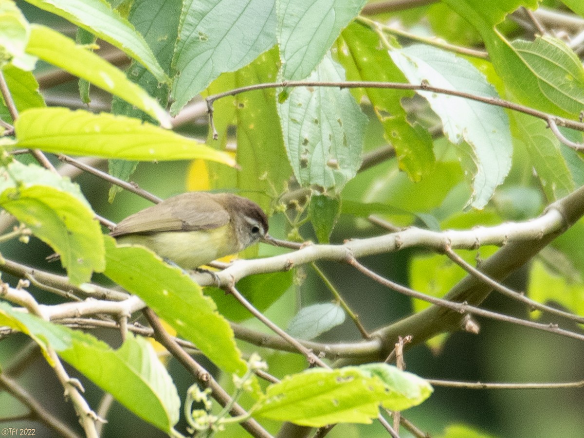 Brown-capped Vireo - T I