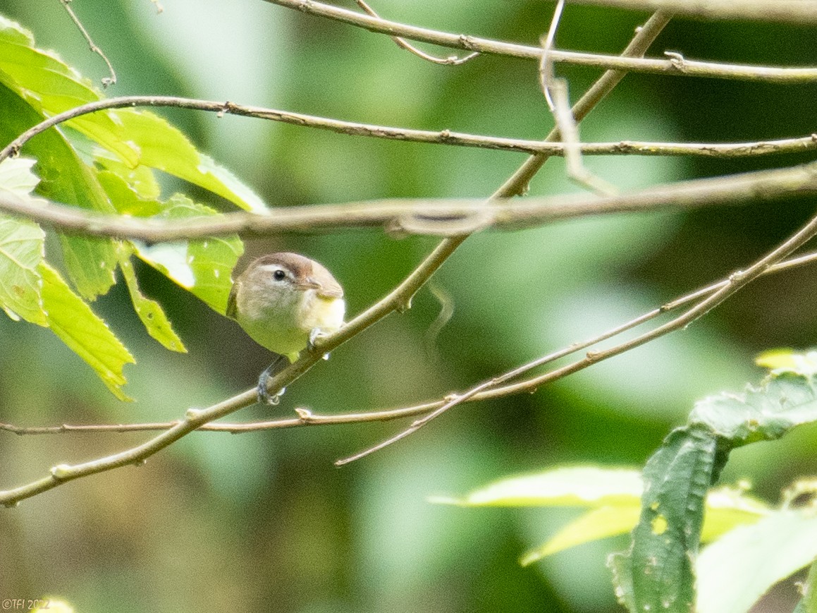 Brown-capped Vireo - T I