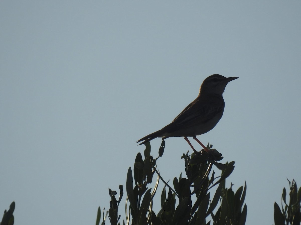 pěvec ryšavý - ML469829381