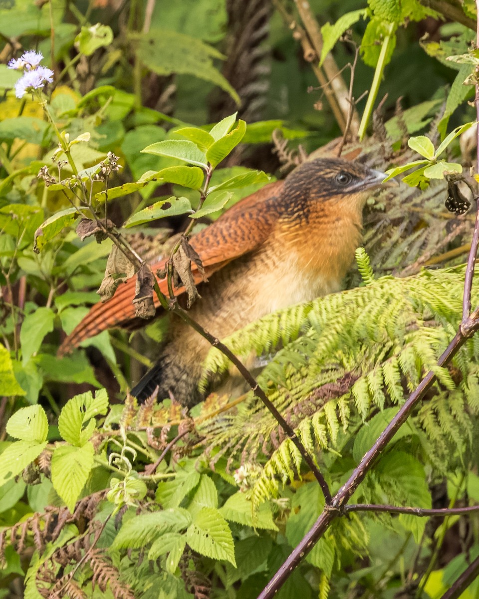 Senegal Coucal - john bishop