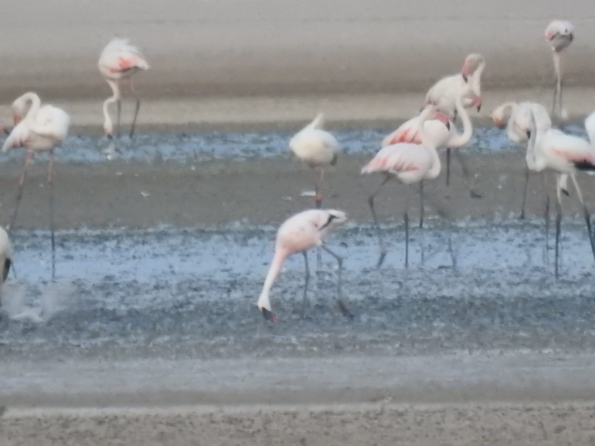 Lesser Flamingo - Jose Vicente Navarro San Andrés