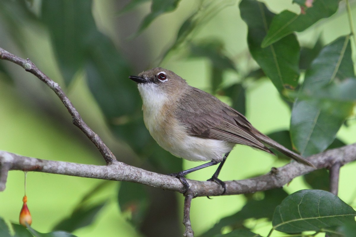 Large-billed Gerygone - Ric Else