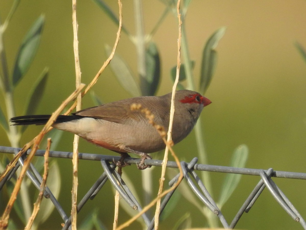 astrild sahelský - ML469830051