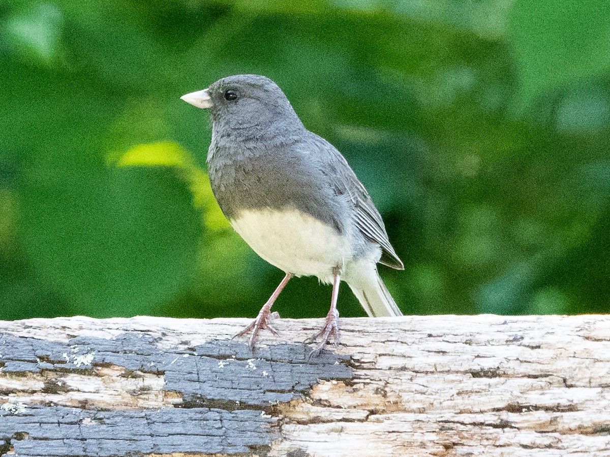 Dark-eyed Junco - ML469830181