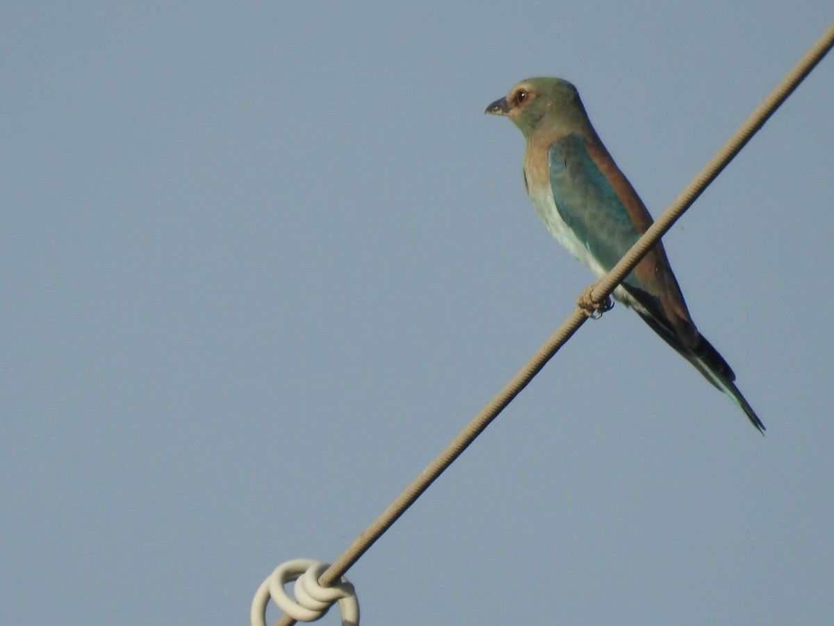 European Roller - Jose Vicente Navarro San Andrés