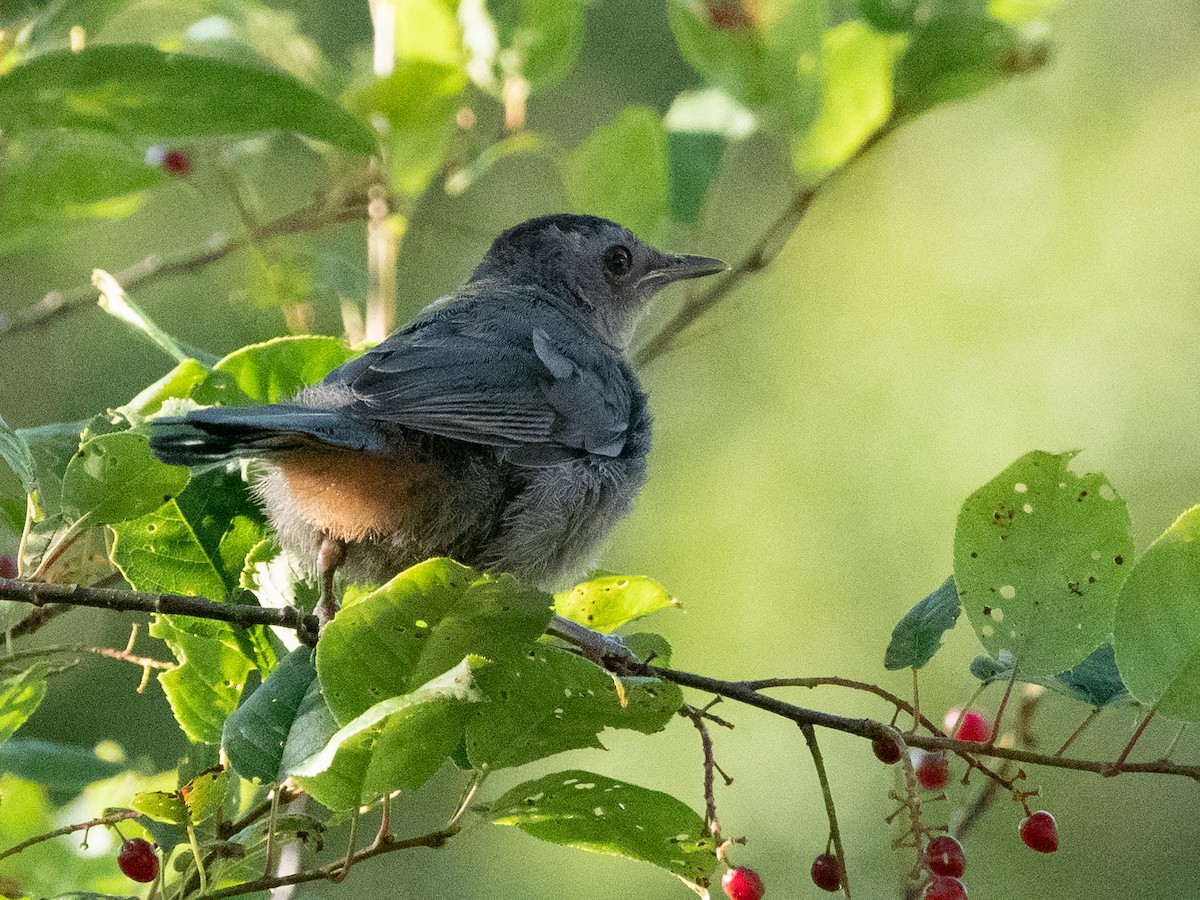 Gray Catbird - ML469830511